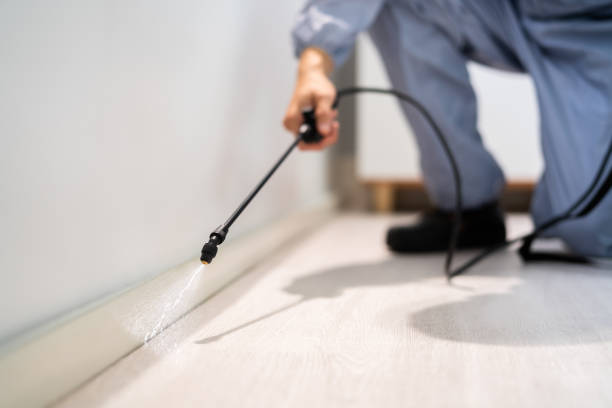Licensed Wasp Removal service in Grove Hill, AL - Show Me Pest Control
